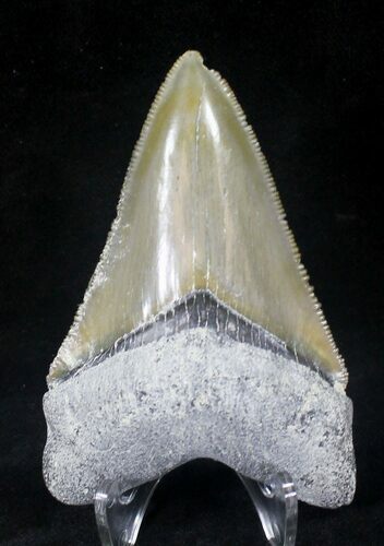 Serrated, Bone Valley Megalodon Tooth #20678